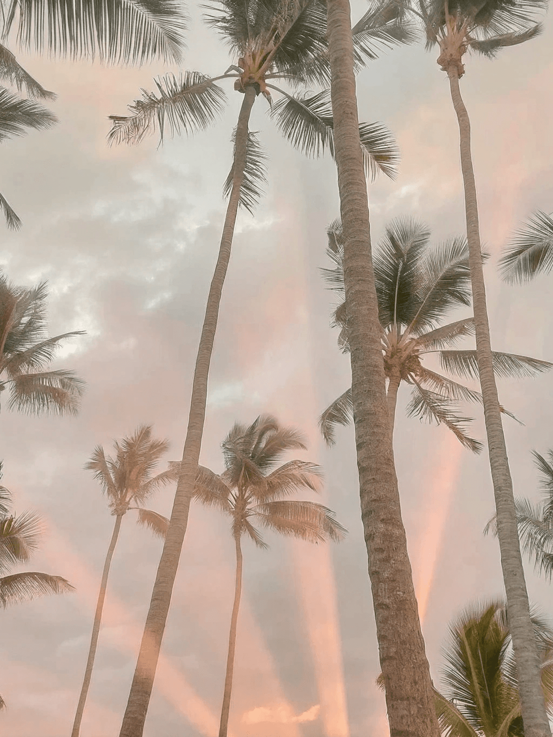 Tall palm trees against a soft pink and orange sky