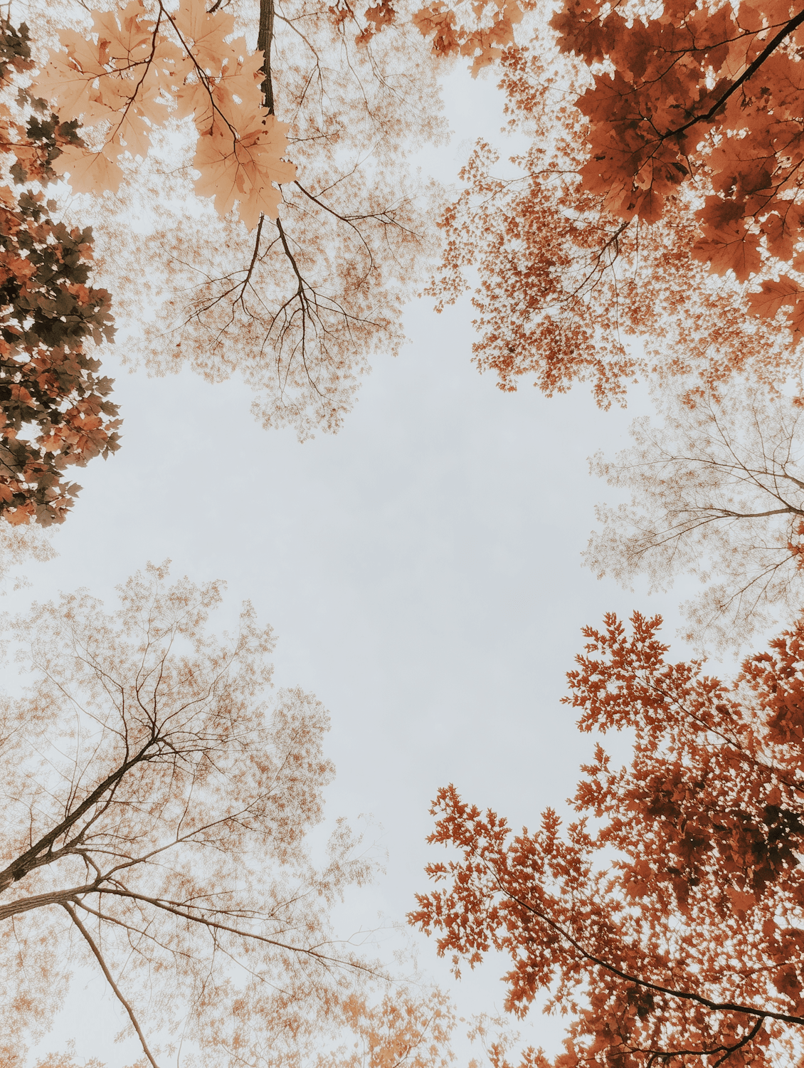 Looking up into a canopy of red and orange autumn leaves