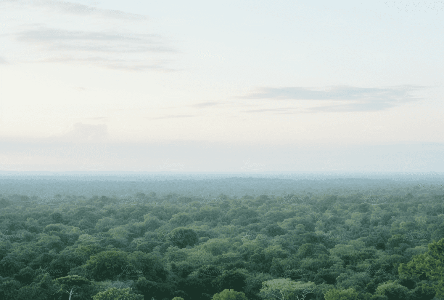 A wide view of lush green forest under a soft blue sky